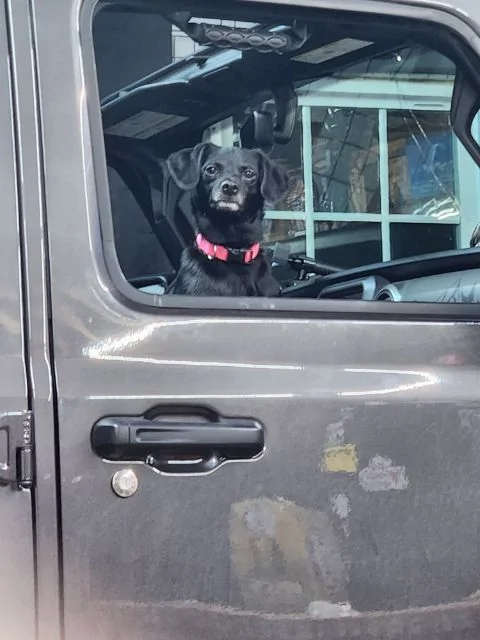 Jeep Gladiator Dogs and Jeeps image000000