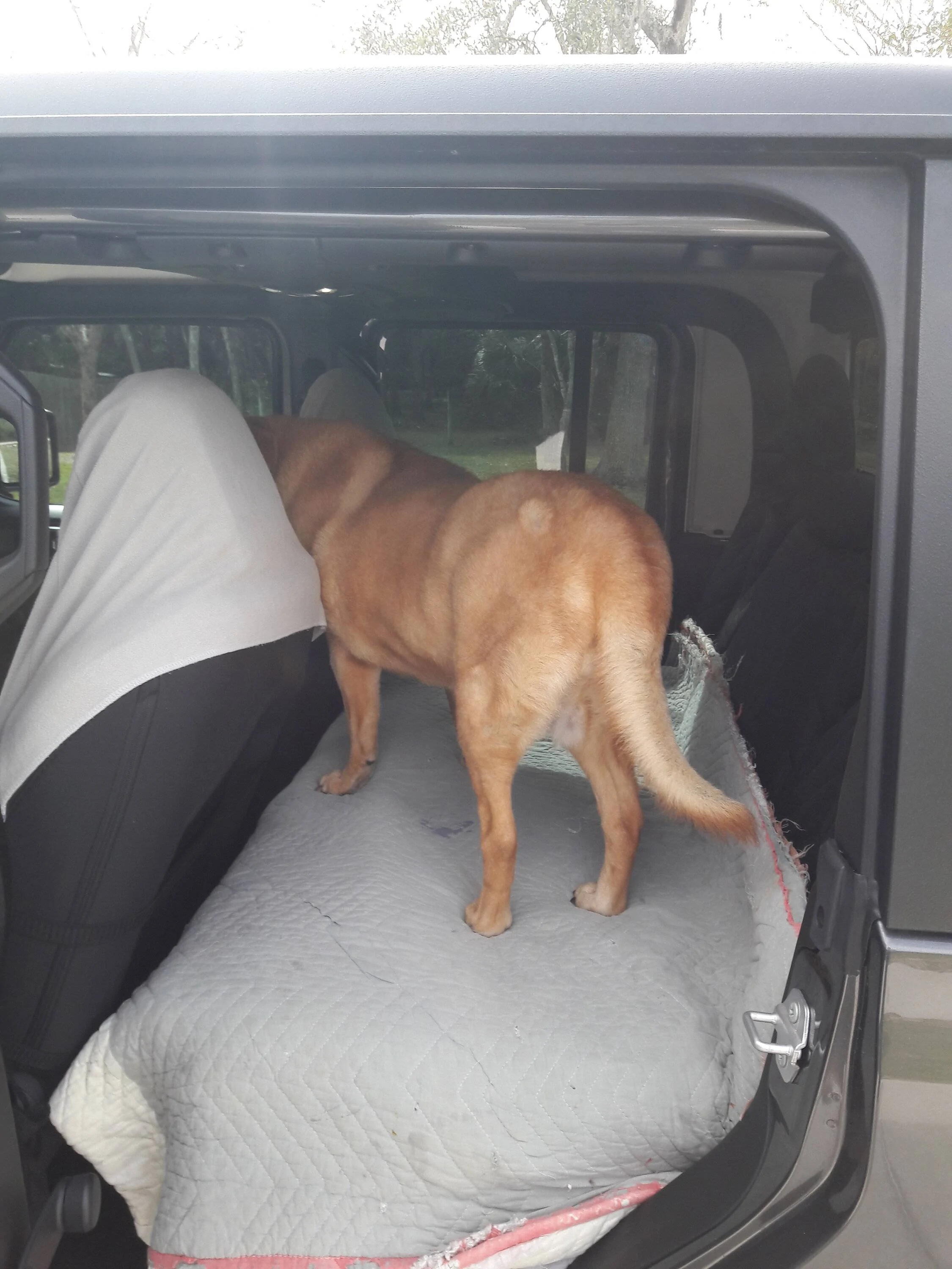 Jeep Gladiator Recommendations for rear seat dog bed/seat cover? Pet platform 3