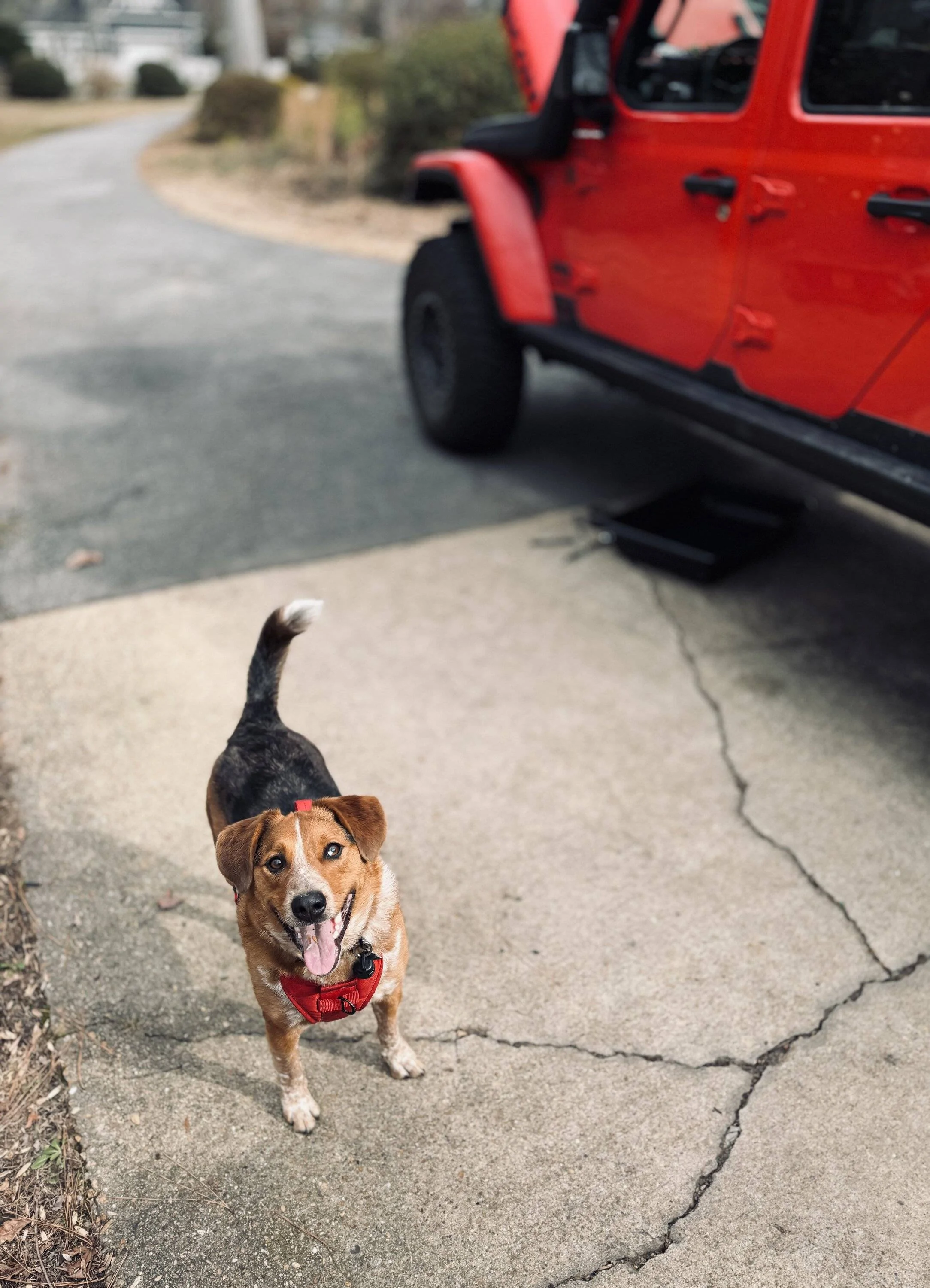 Jeep Gladiator Let’s see your pets cause they are the best companion you can have!!!!! IMG_2965