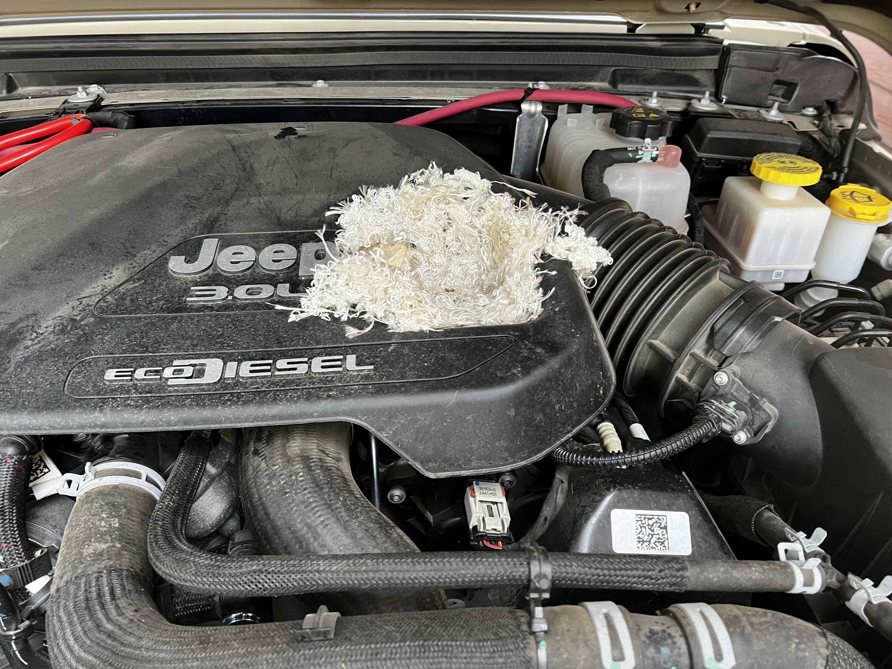 Jeep Gladiator Mouse ate heat wrap on my eco diesel - trying to figure out where it came from IMG_4631