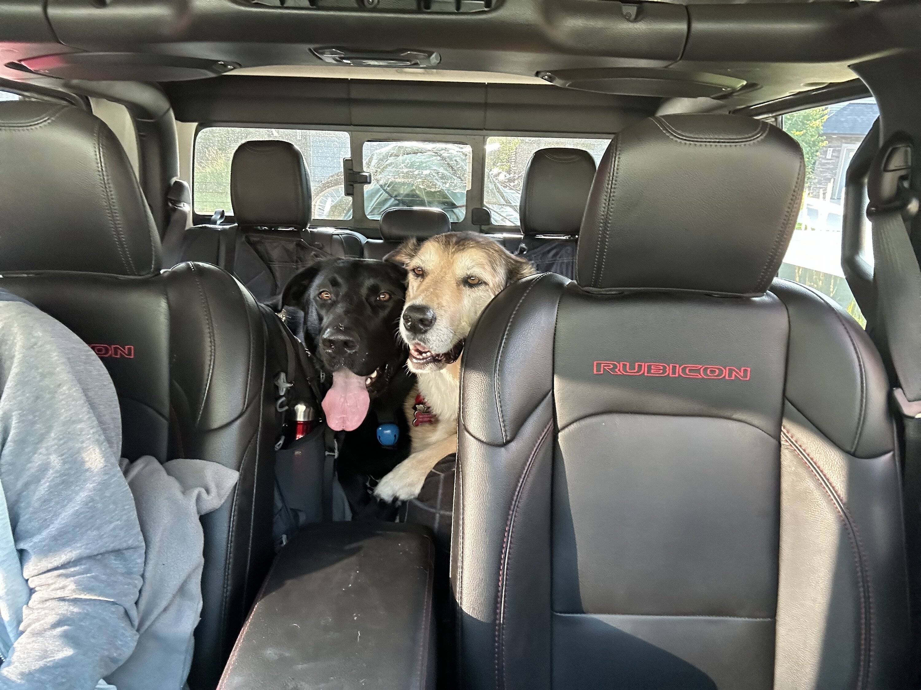 Jeep Gladiator Dogs and Jeeps IMG_6368