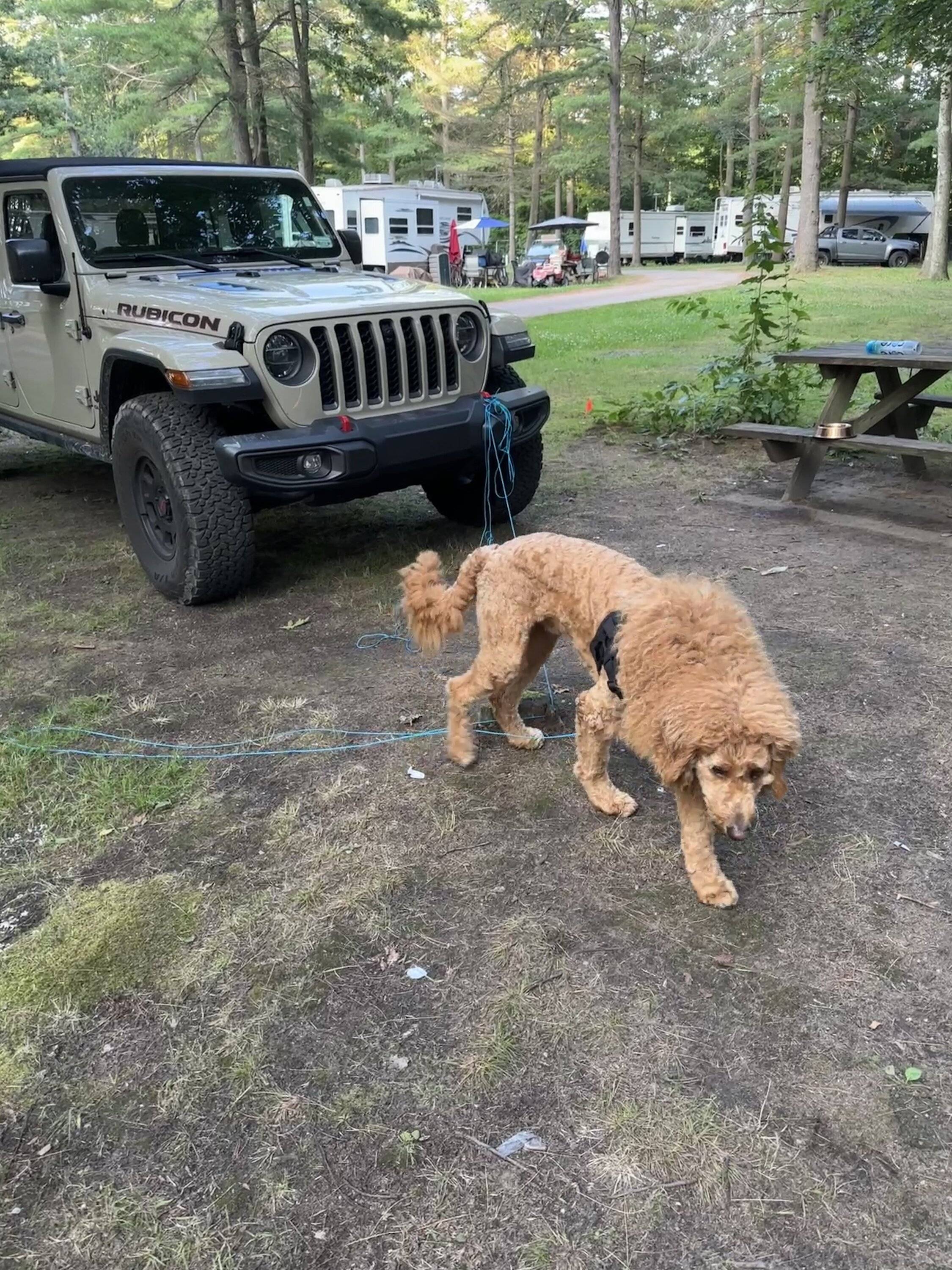 Jeep Gladiator Dogs and Jeeps 38B15FE0-538A-4E34-970D-949FFF3AA57B