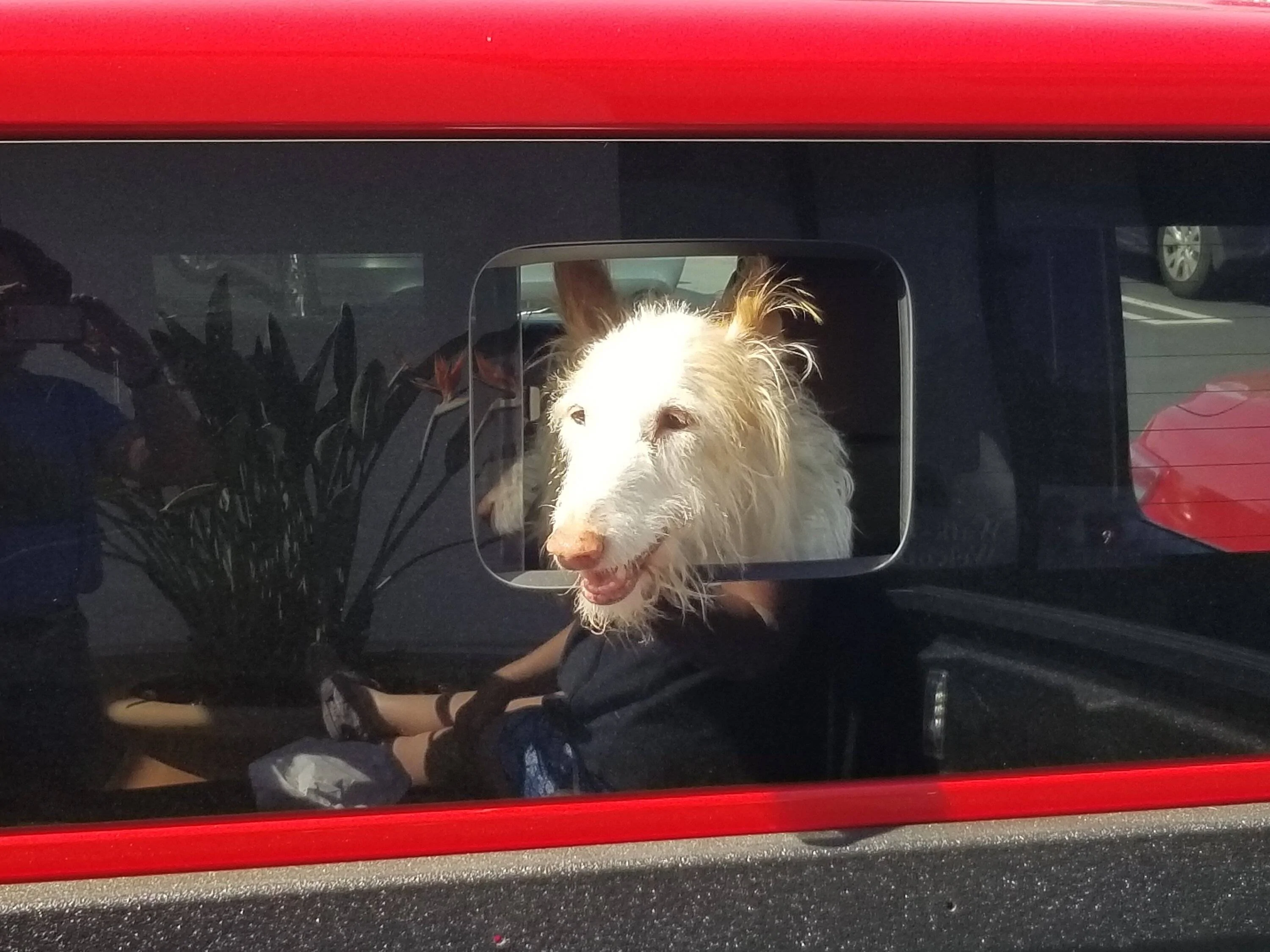 Jeep Gladiator Dogs and Jeeps 20210228_113804