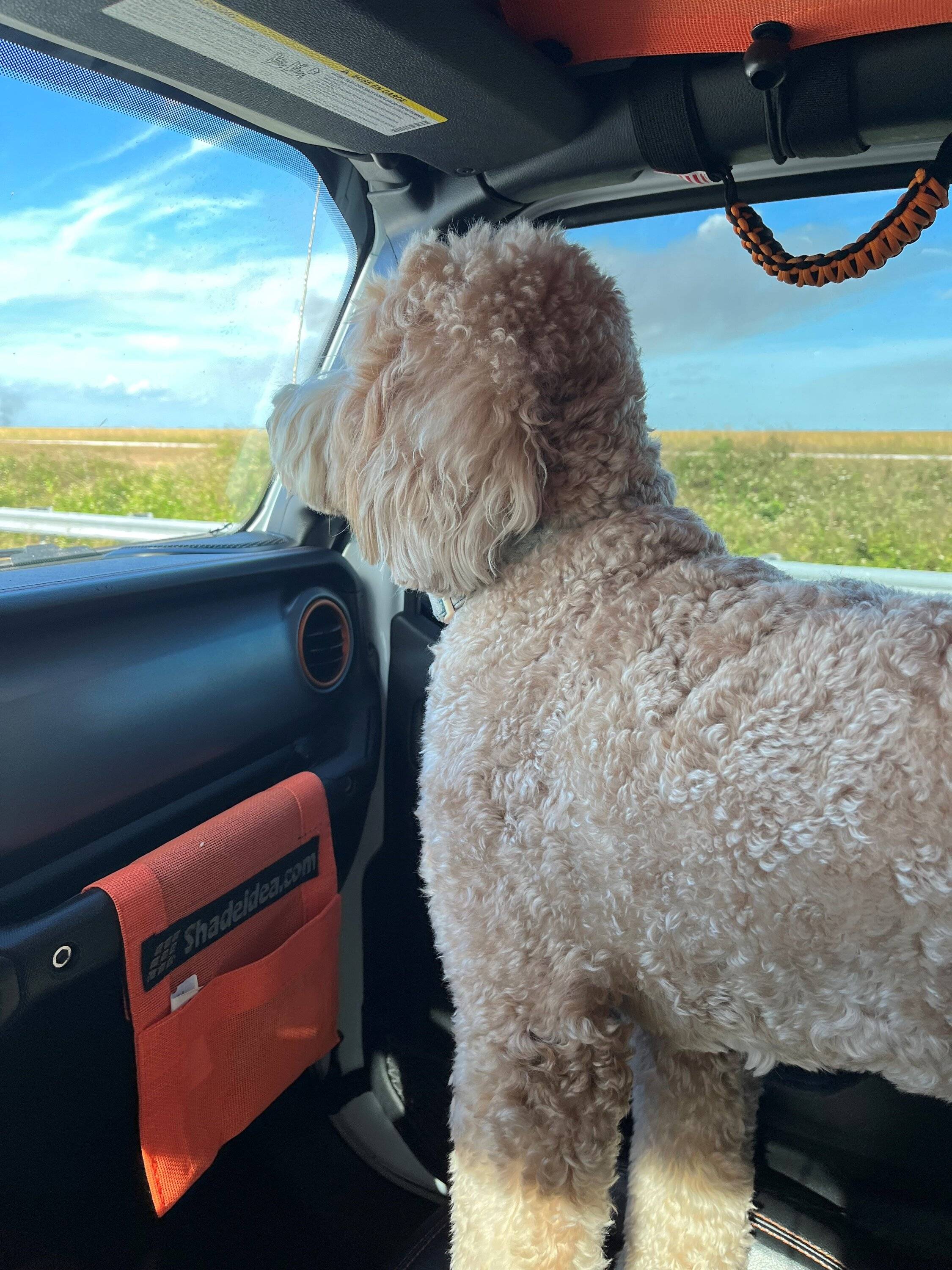 Jeep Gladiator Dogs and Jeeps dixie