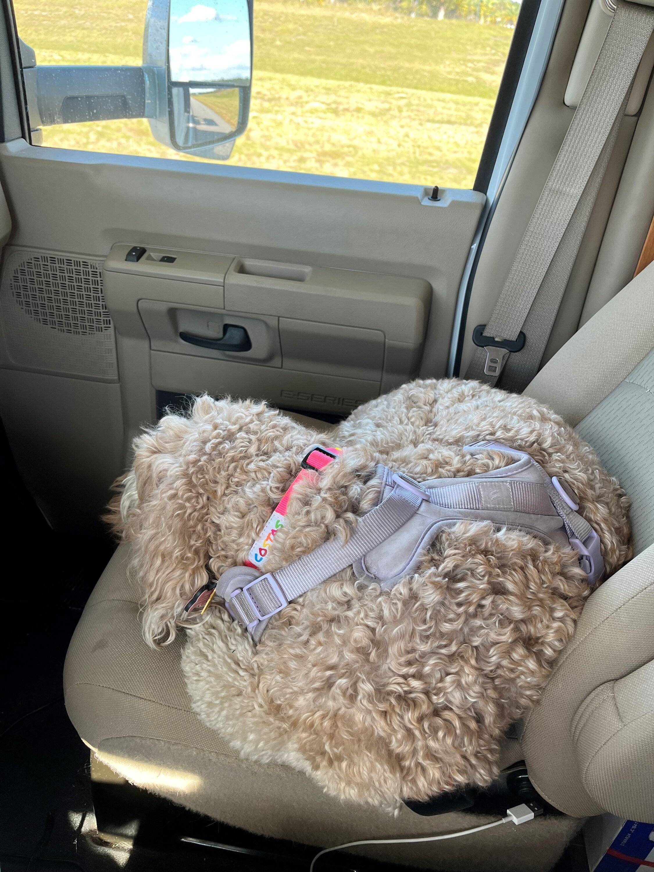 Jeep Gladiator Dogs and Jeeps dixie2