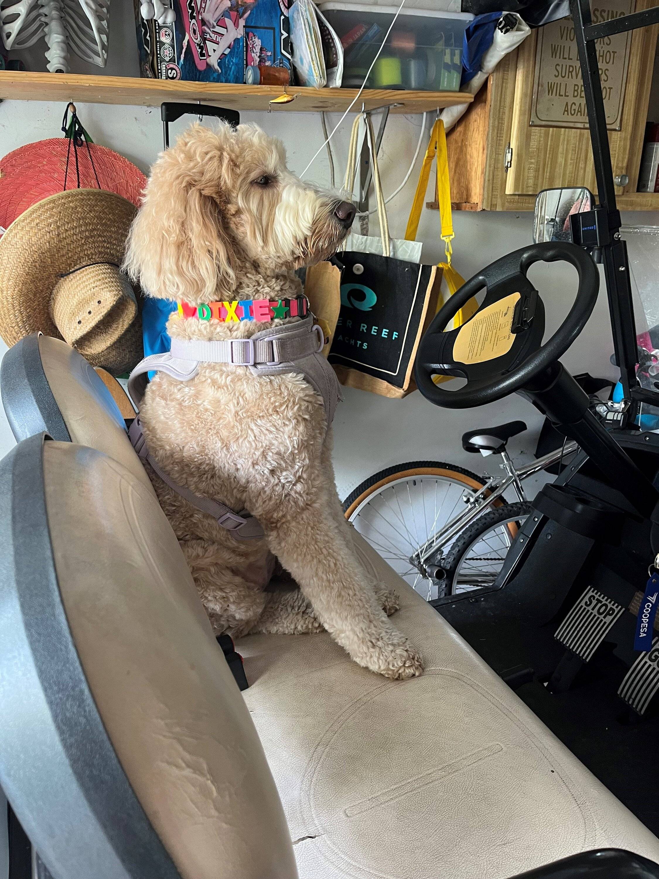Jeep Gladiator Dogs and Jeeps dixie3
