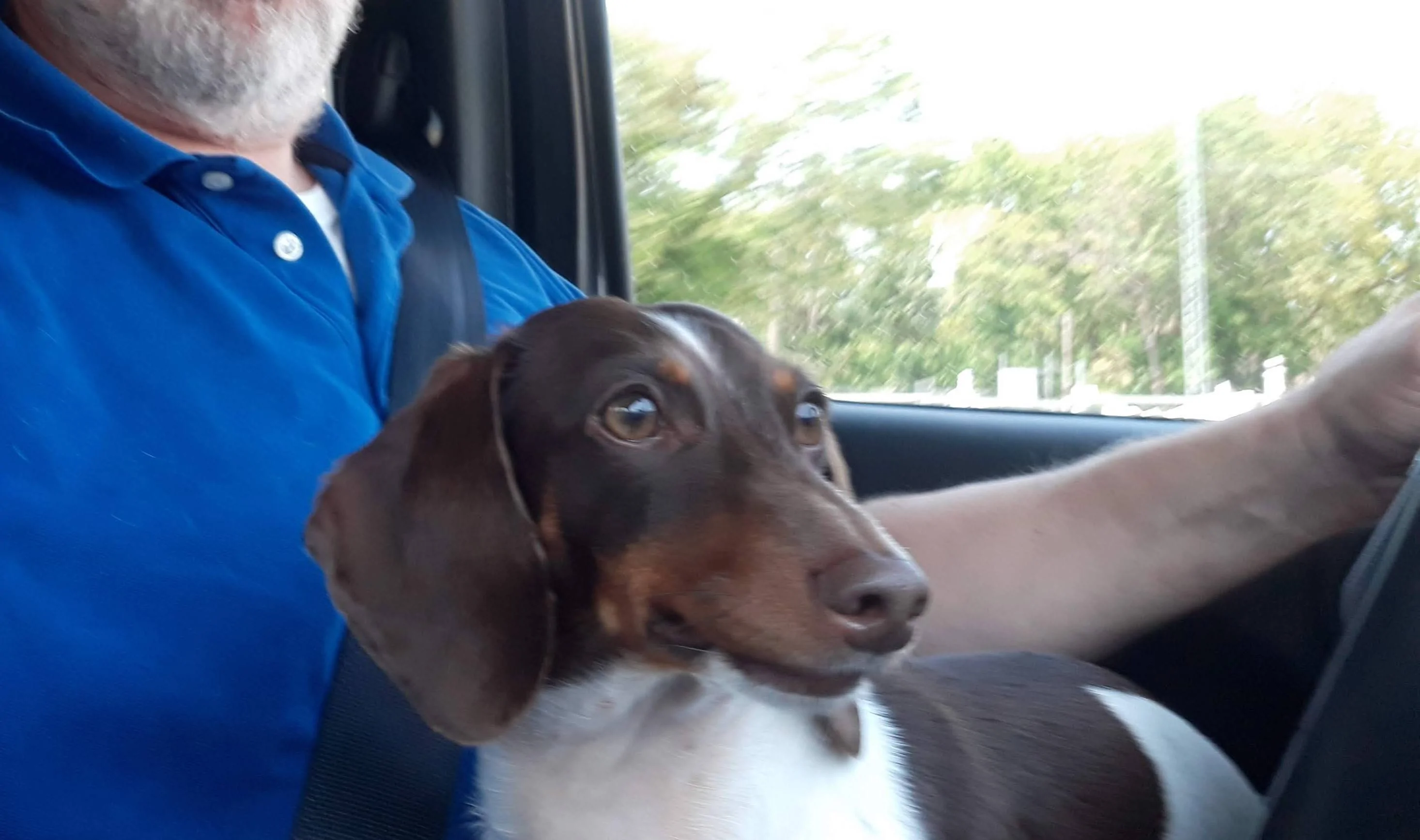 Jeep Gladiator Let’s see your pets cause they are the best companion you can have!!!!! 20210809_122644~2