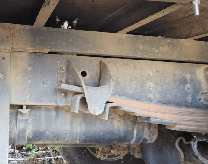 Jeep Gladiator Rodent Ate My Battery spring