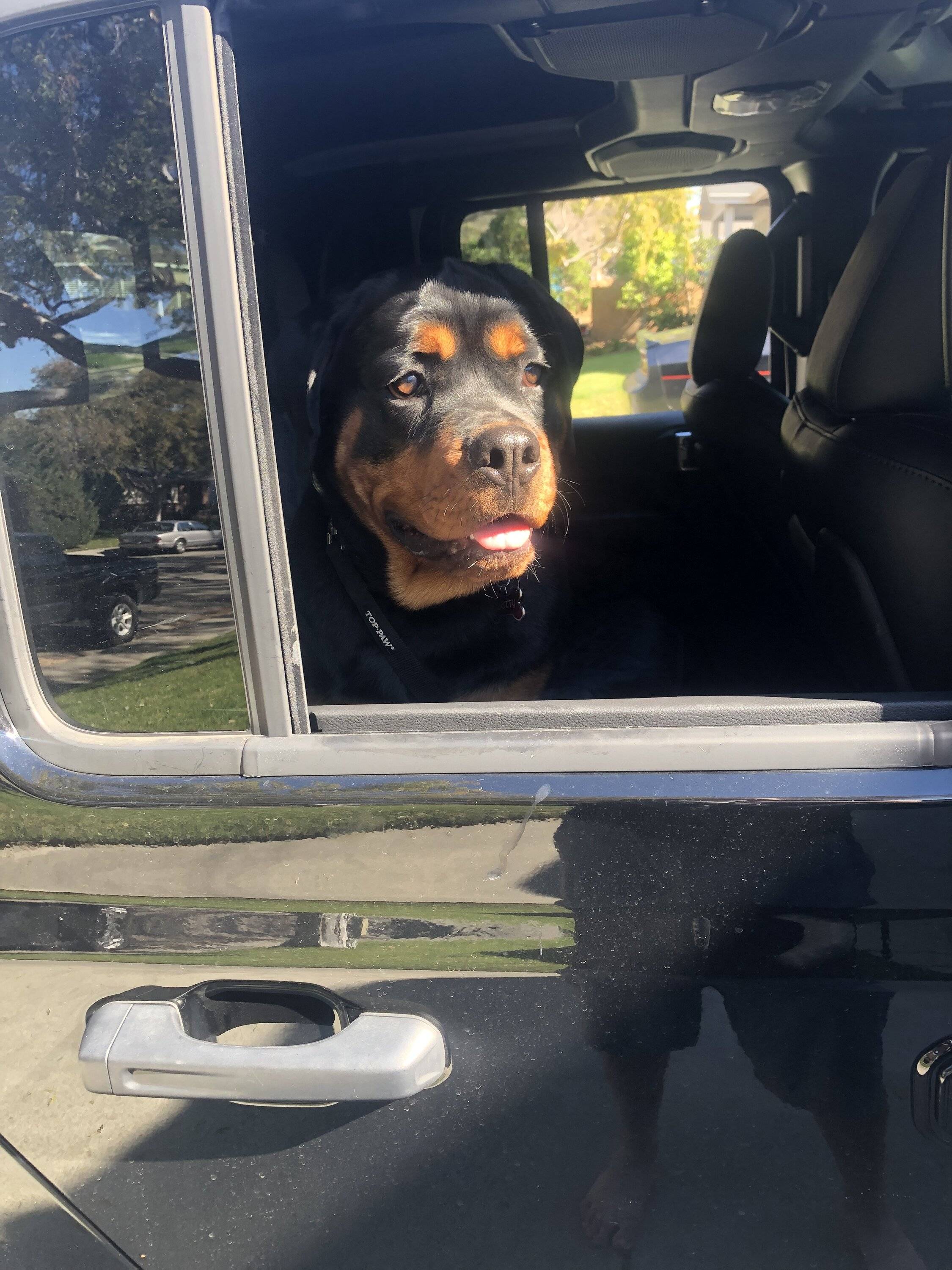 Jeep Gladiator Let’s see your pets cause they are the best companion you can have!!!!! F9985D0B-FDEA-45C1-B712-CF8F99F9874B