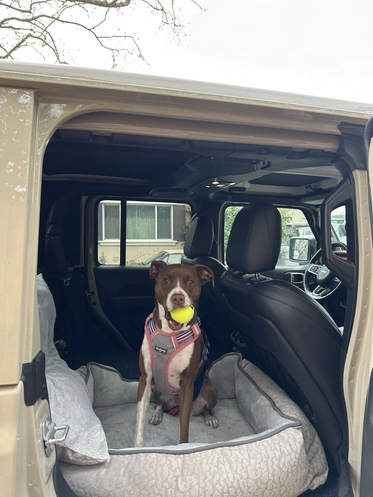 Jeep Gladiator New gladiator owner checking in 3d913244ee27cdb3af240acfc38a908