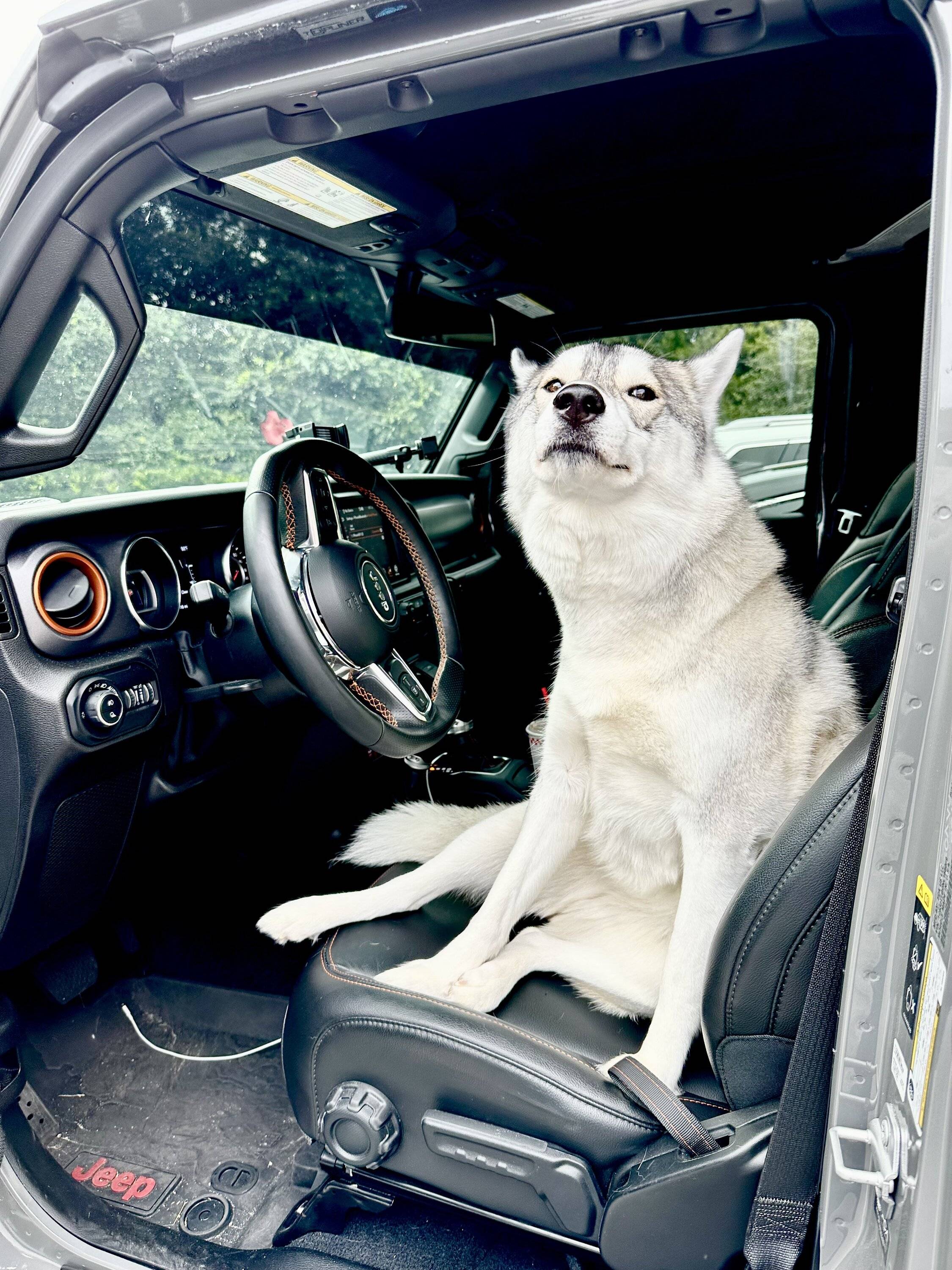 Jeep Gladiator Let’s see your pets cause they are the best companion you can have!!!!! IMG_7908