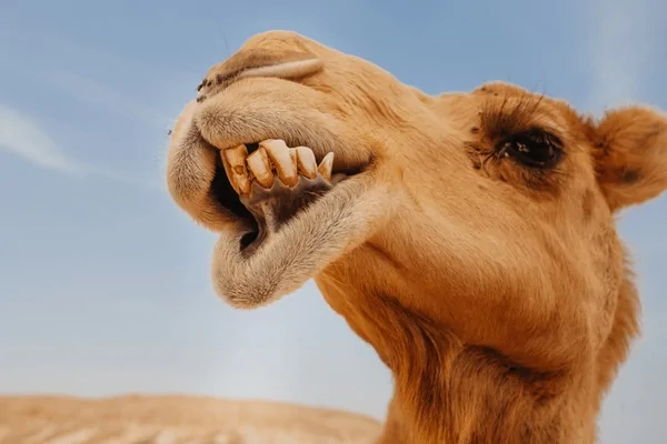 Jeep Gladiator they just took angry grills and said...hold my beer! camel-israel-desert-funny-close-600nw-776494765