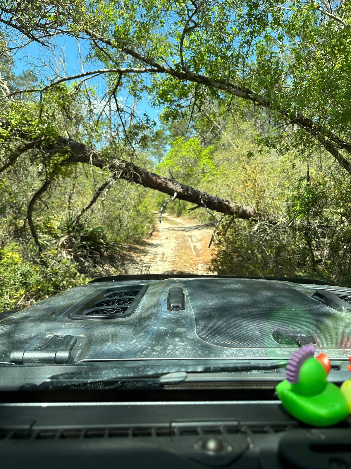 IMG_8725.jpeg