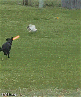 Jeep Gladiator O Dog-chases-cat-fence-explosion