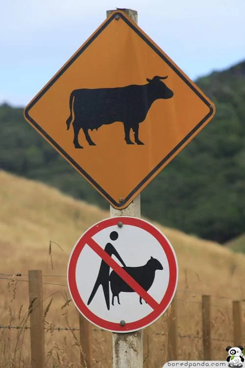Jeep Gladiator O Funny-Signs-Cow-35