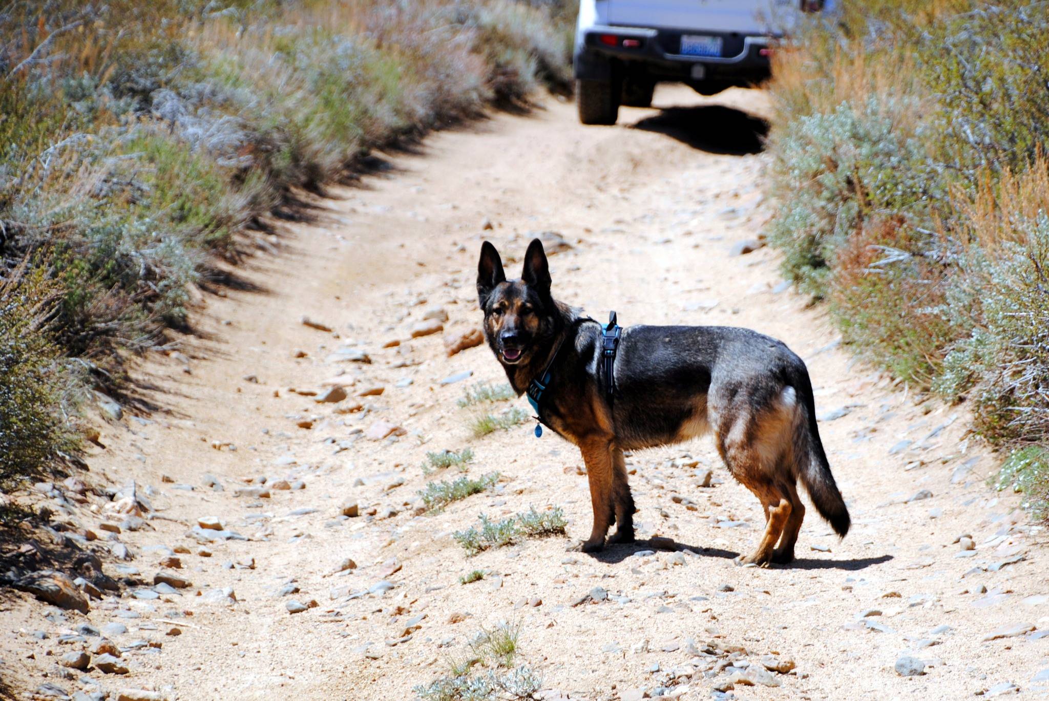 Jeep Gladiator Road trip to Death Valley and Eastern Sierras 441308997_10160593254057600_4964696693324461490_n