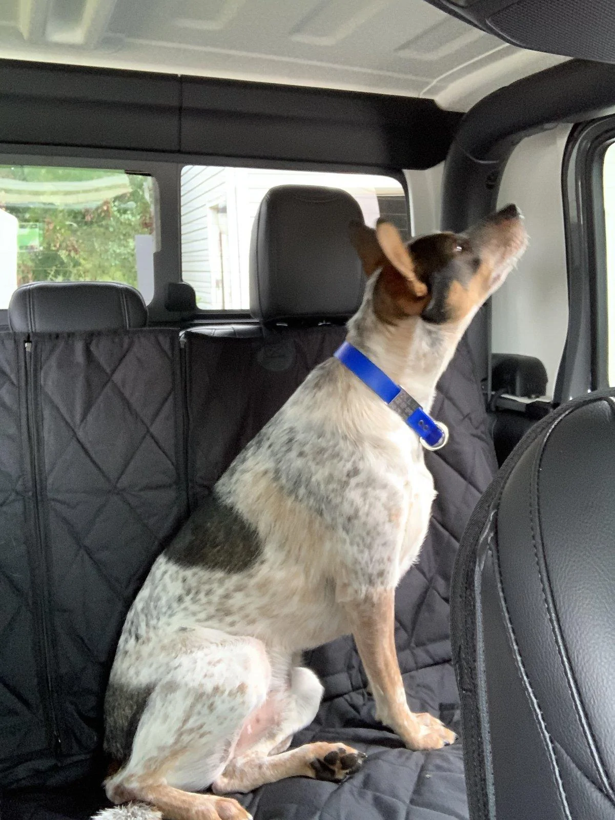 Jeep Gladiator More Dog Friendly F6163DFA-C91C-49F5-84A6-7369B677264E