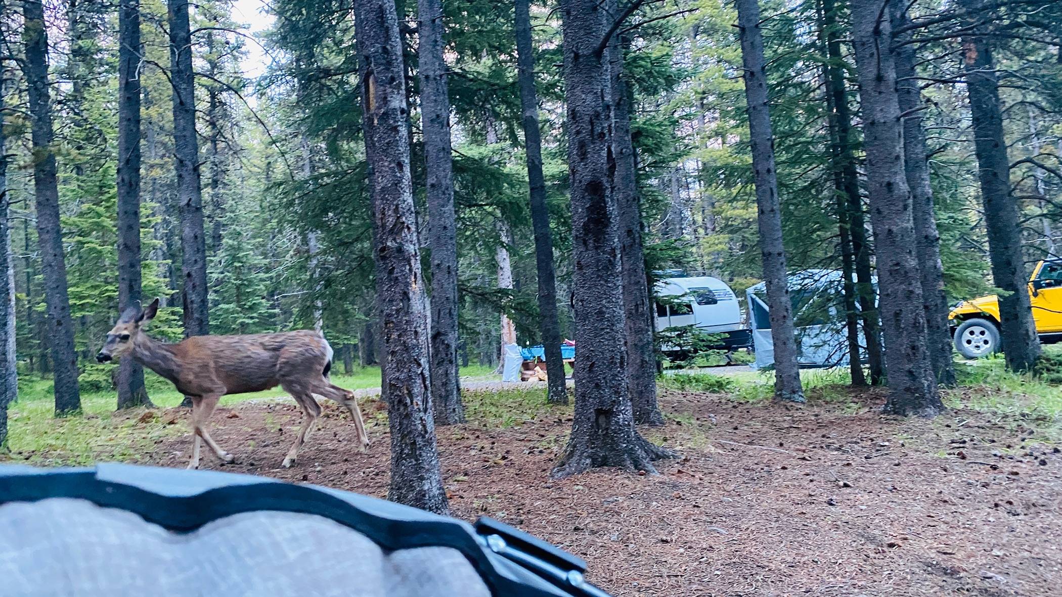 Jeep Gladiator Camping with your Gladiator IMG_8422