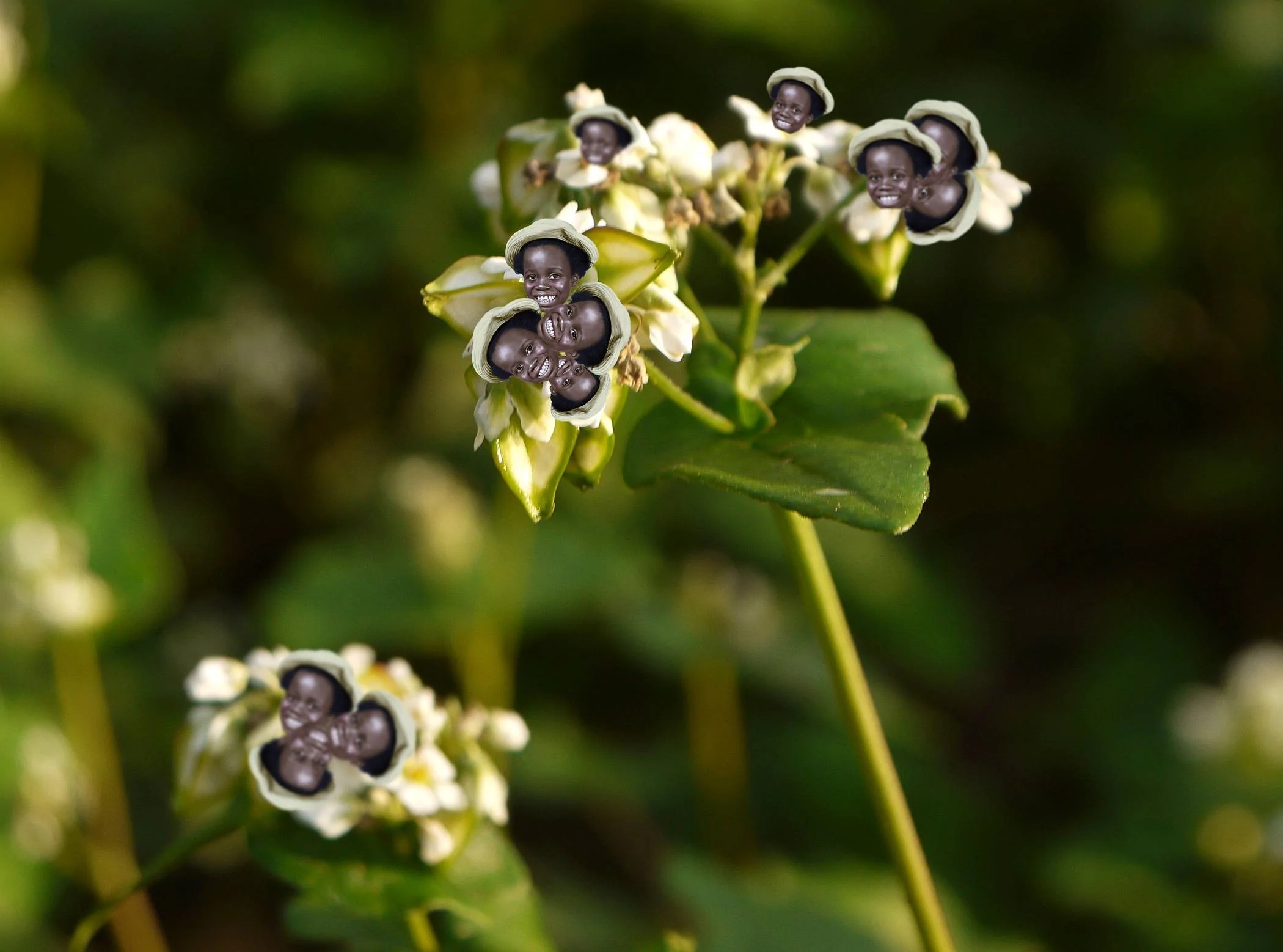 Japanese_Buckwheat_Flower.jpg