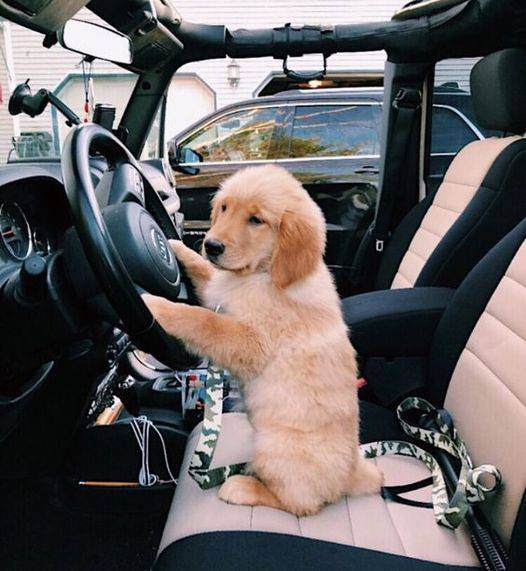 hooke road accessories with pet.jpg