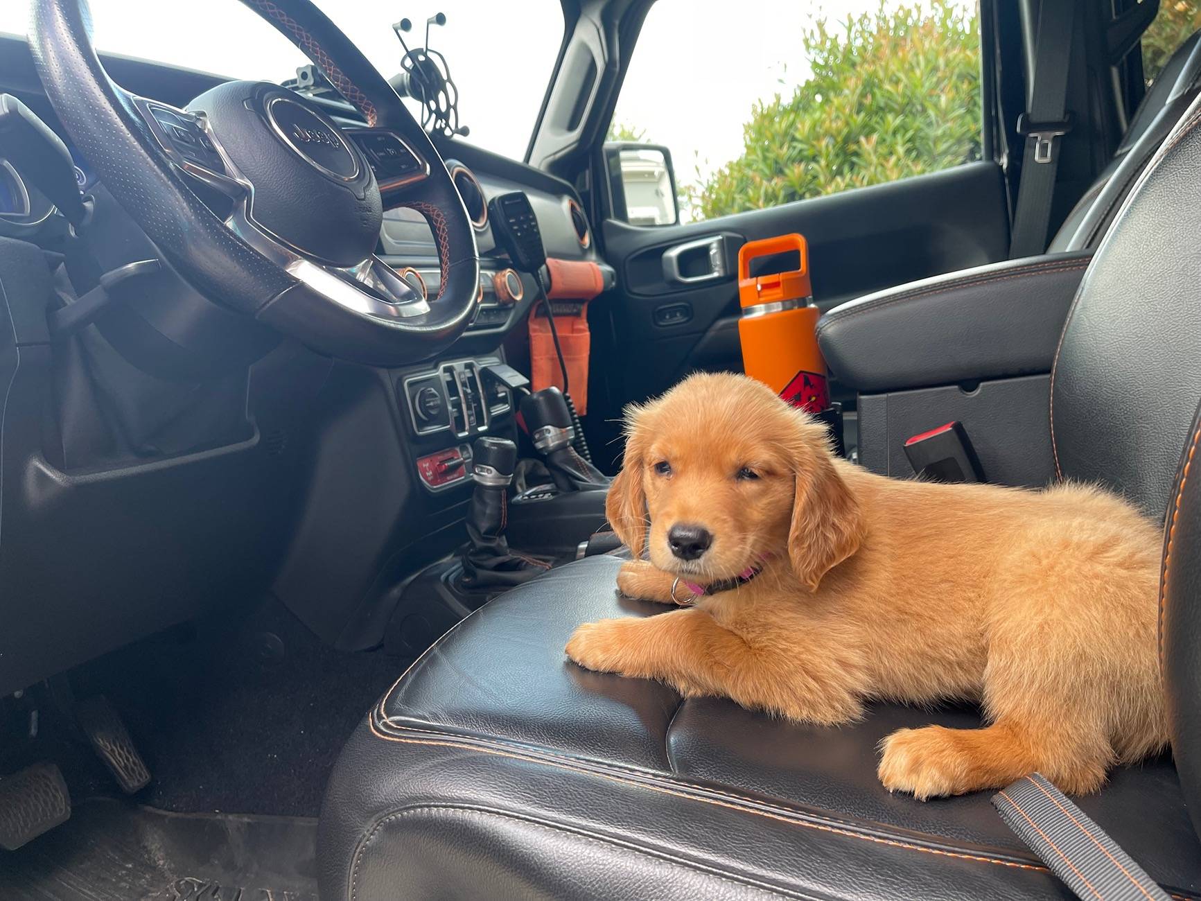Jeep Gladiator Let’s see your pets cause they are the best companion you can have!!!!! IMG_8347