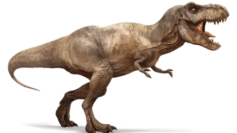 Jeep Gladiator Where after metalcloak or T/flex t-rex_2