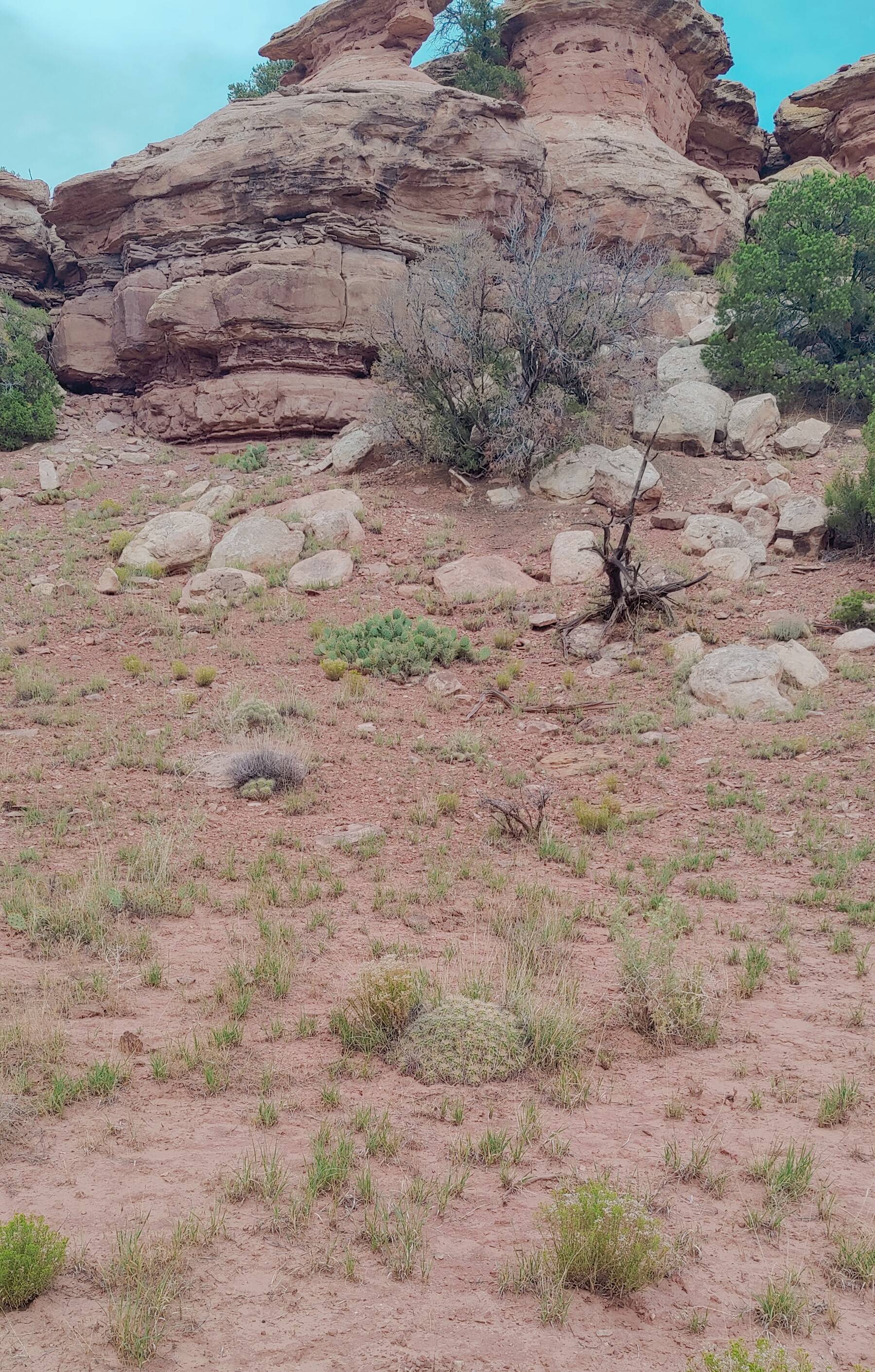 Jeep Gladiator Red Rock 4-Wheelers Trail of the Month June 2024 - Tommy Knocker Cactus