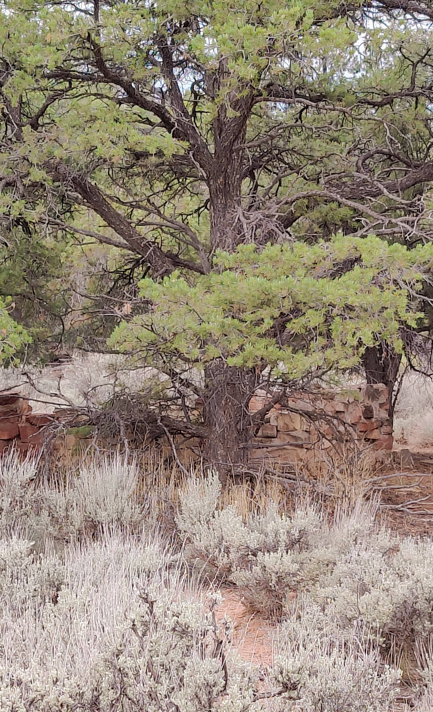 Jeep Gladiator Red Rock 4-Wheelers Trail of the Month June 2024 - Tommy Knocker BldgFoundation