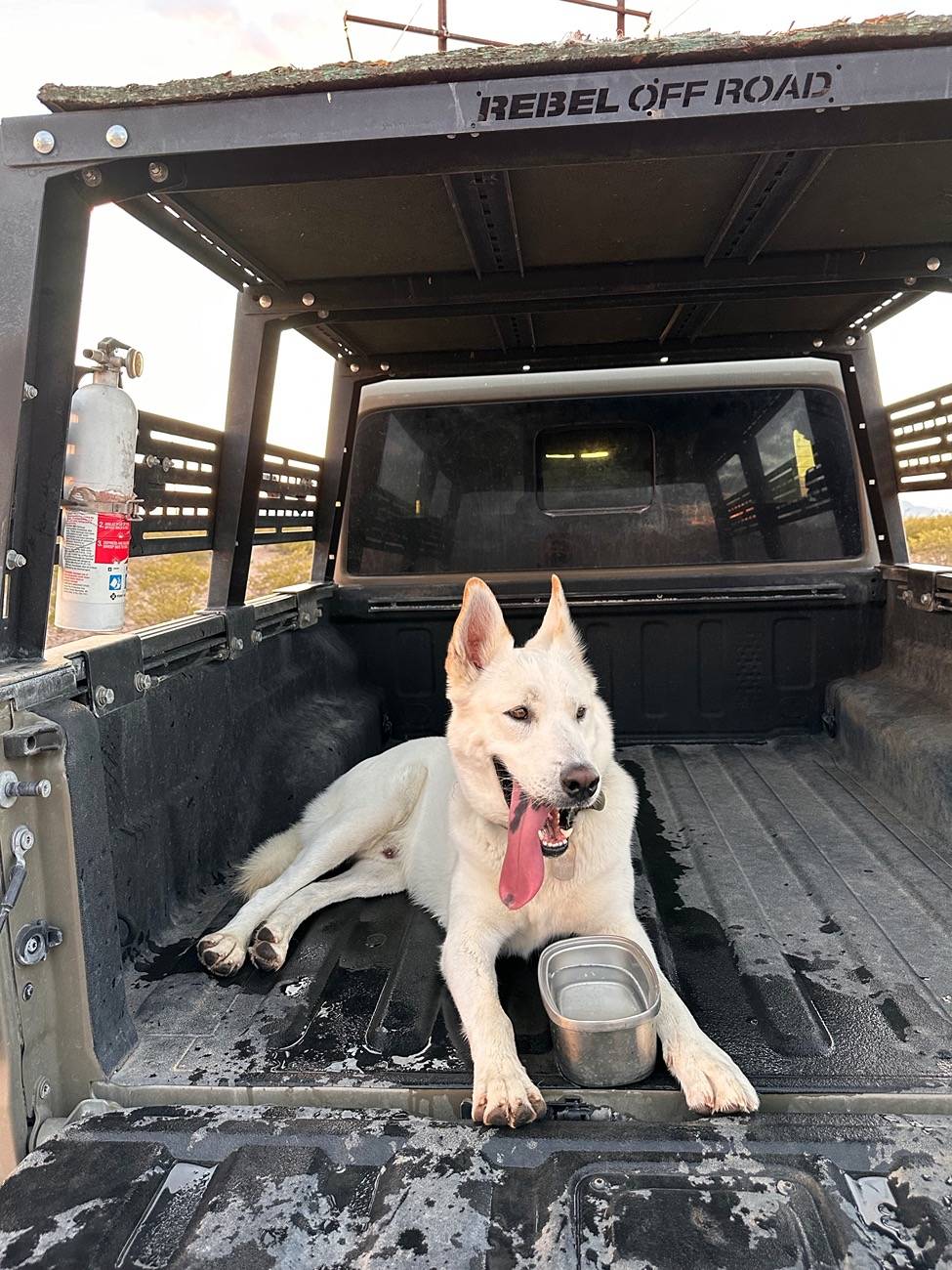 Jeep Gladiator Let’s see your pets cause they are the best companion you can have!!!!! IMG_5292
