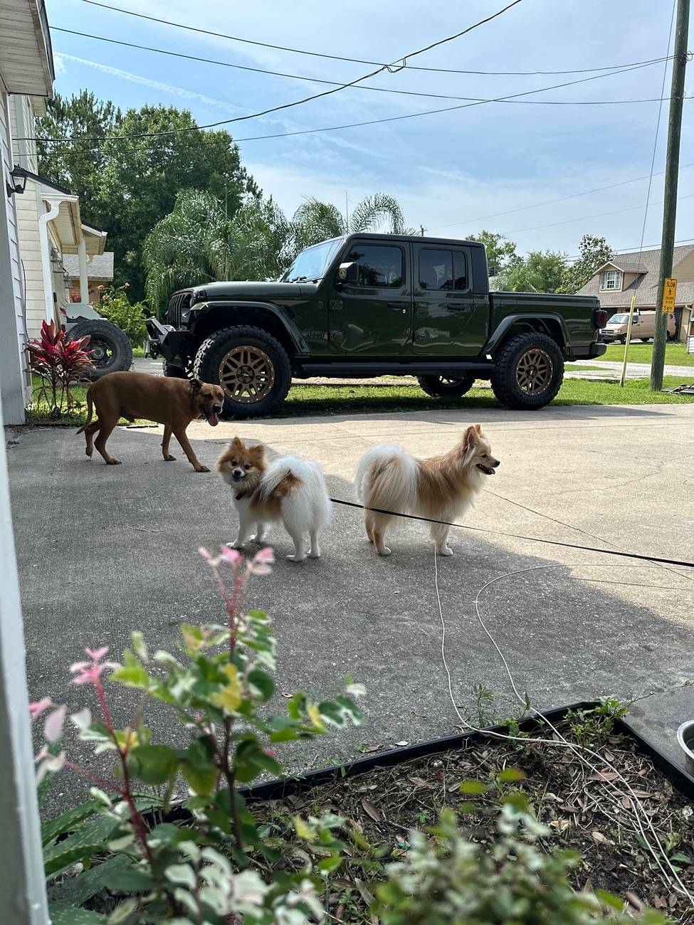 Jeep Gladiator Let’s see your pets cause they are the best companion you can have!!!!! IMG_2079