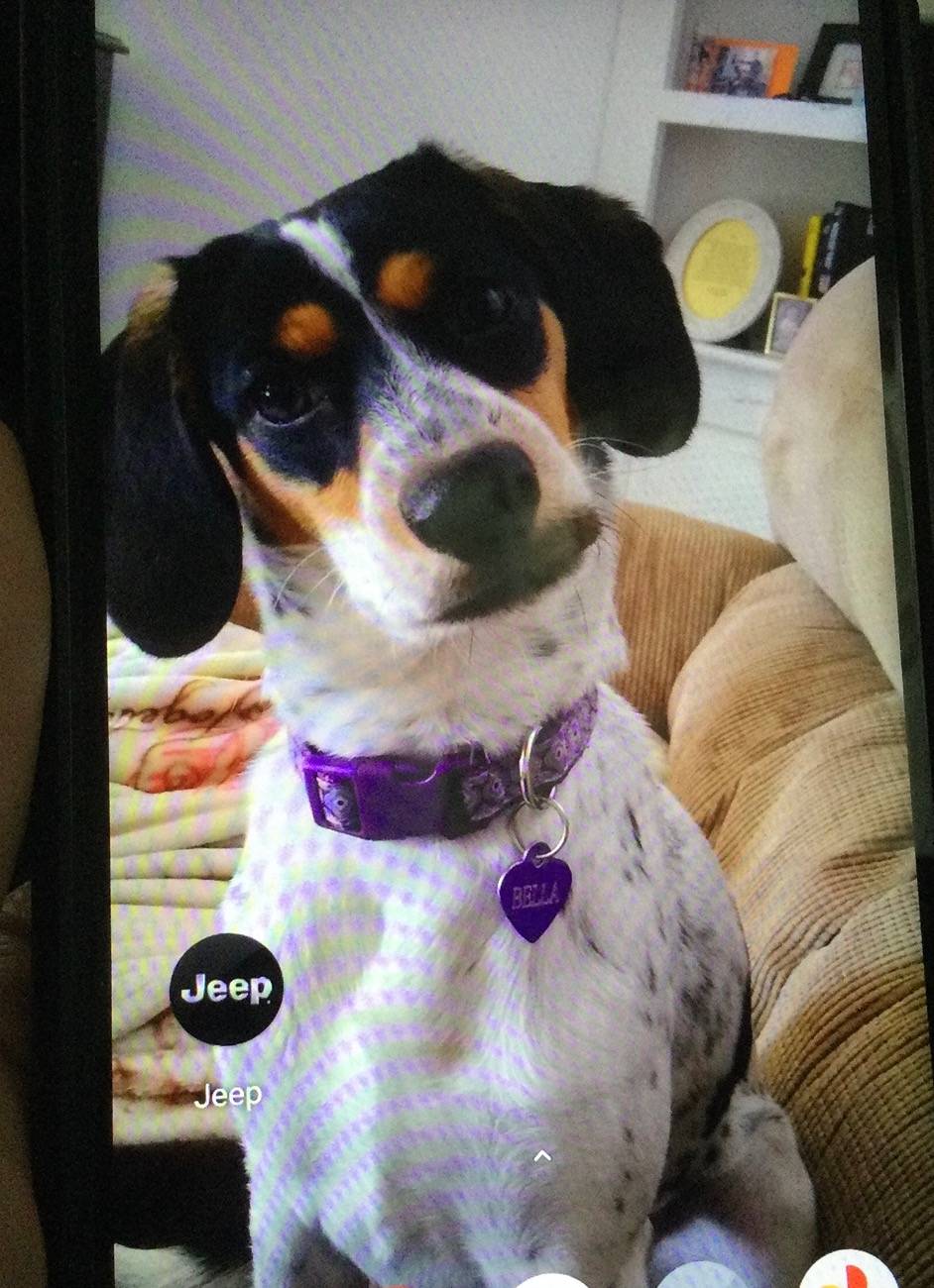 Jeep Gladiator Let’s see your pets cause they are the best companion you can have!!!!! 0213BDCD-FEA0-44A8-A4F3-63B993E978D1