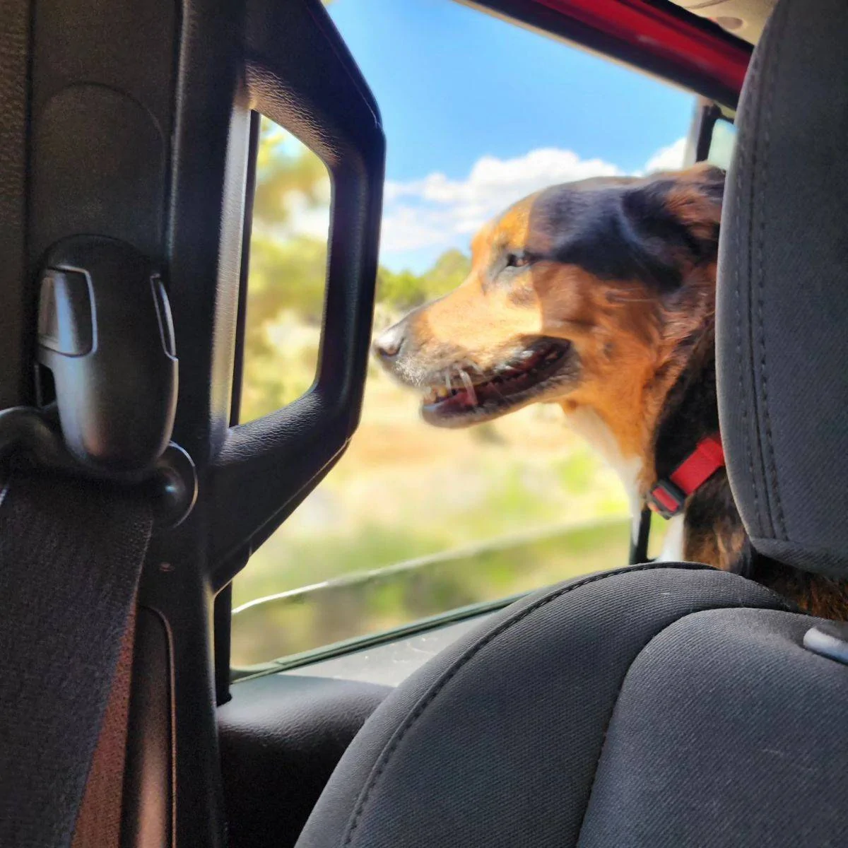 Jeep Gladiator Let’s see your pets cause they are the best companion you can have!!!!! 2FB8CA17-07CB-4E74-B3AD-412C592820F3