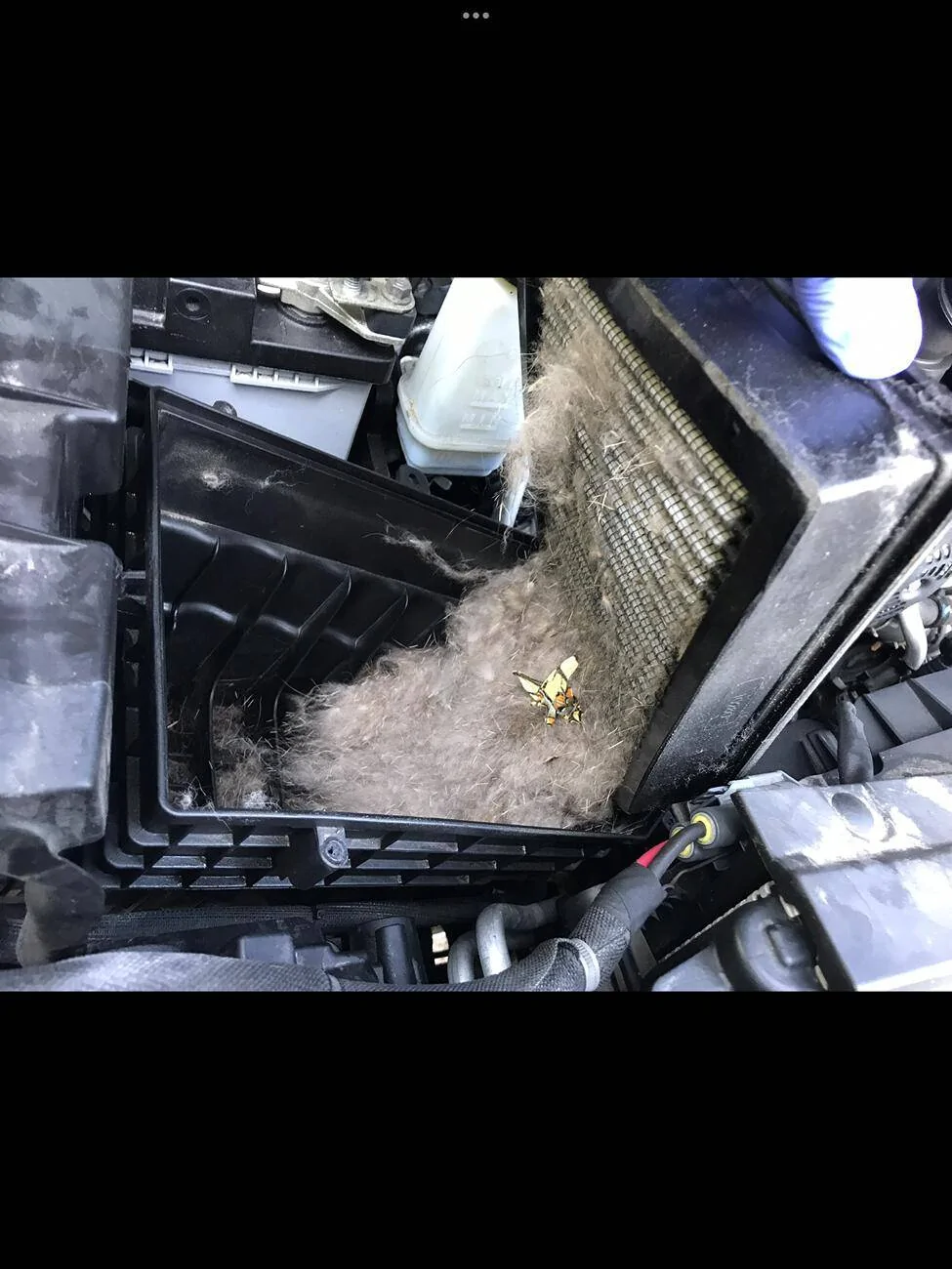 Jeep Gladiator What did you do TO your Gladiator today? [ADMIN WARNING: NO POLITICS, NO GUN TALK] 48E0187F-3F29-49B0-873A-49CA295902B3