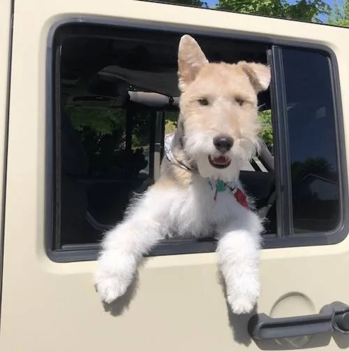 Jeep Gladiator Rat in glove box - How? Sarg