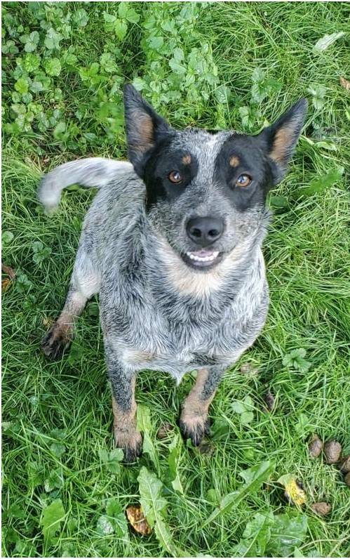 Jeep Gladiator Let’s see your pets cause they are the best companion you can have!!!!! heeler