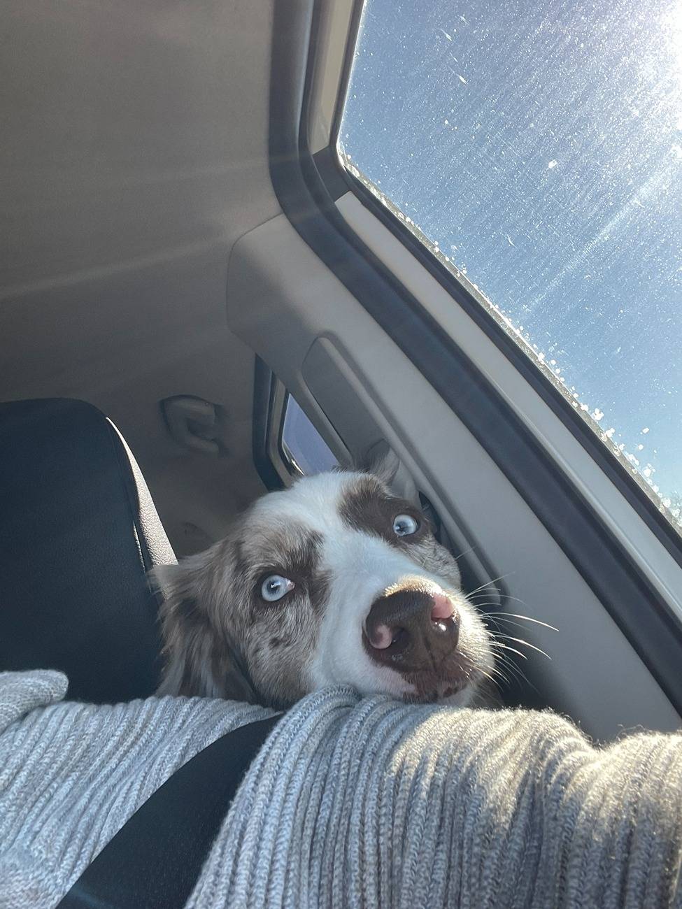 Jeep Gladiator Let’s see your pets cause they are the best companion you can have!!!!! IMG_4094