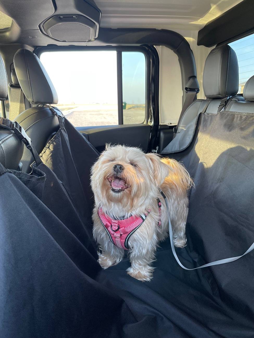Jeep Gladiator Let’s see your pets cause they are the best companion you can have!!!!! IMG_6220