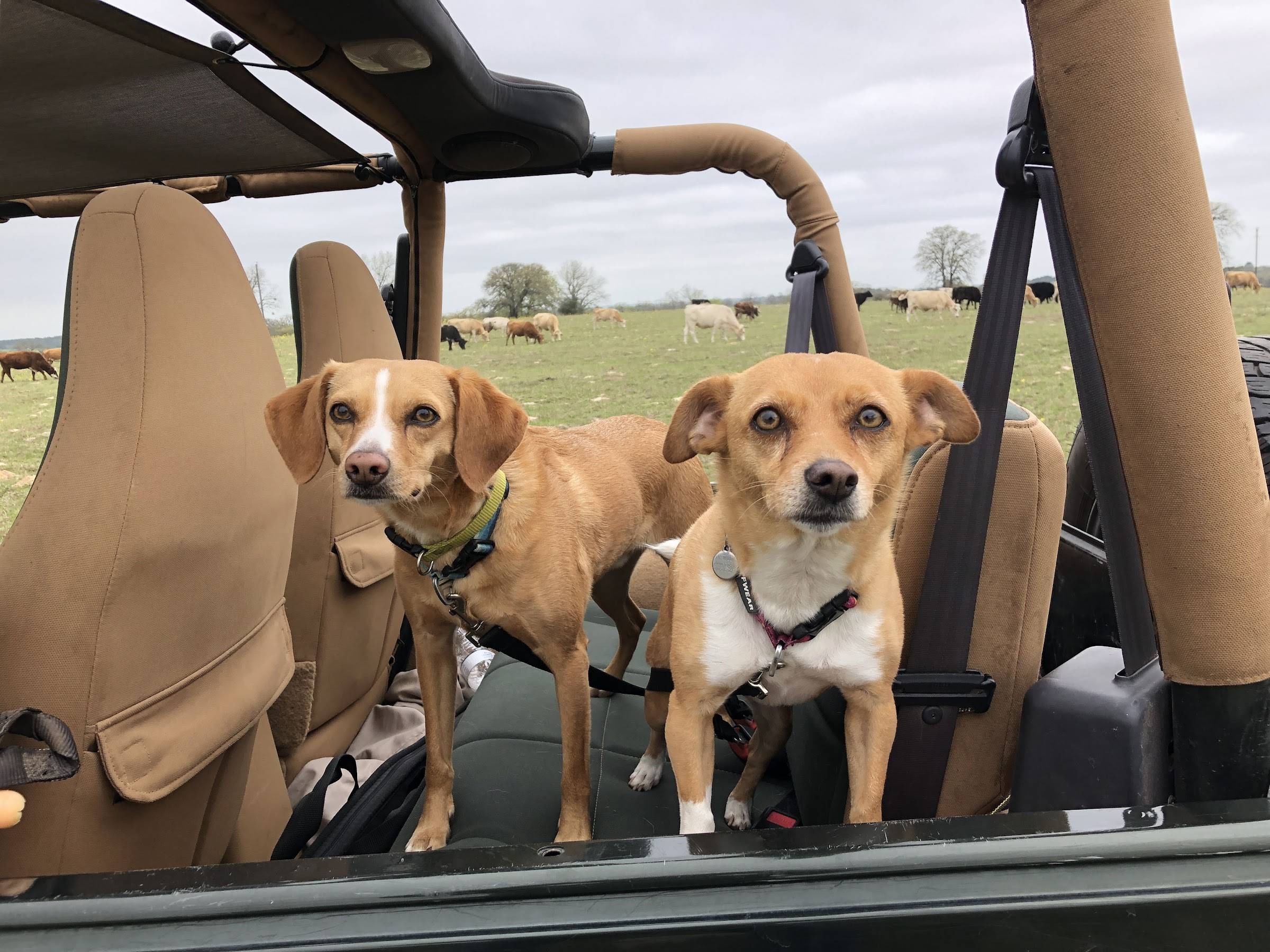 Jeep Gladiator Let’s see your pets cause they are the best companion you can have!!!!! XCwgV_3nIqqwALytJAO6jRbSklbNRcD8KdDRBMpwElBJ=w2400