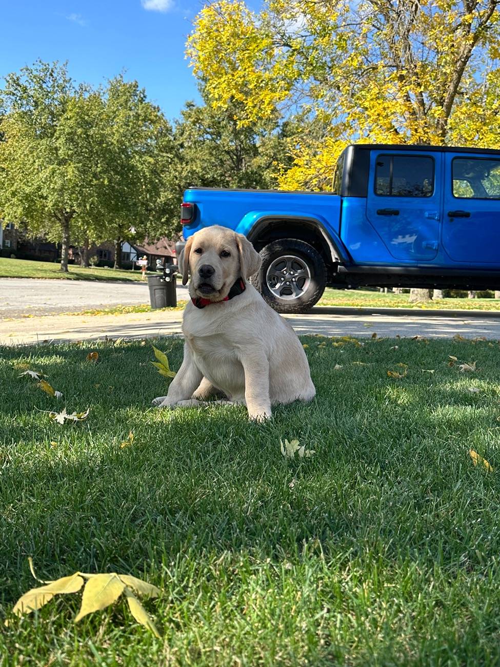 Jeep Gladiator How do you drive with your dogs? IMG_7356
