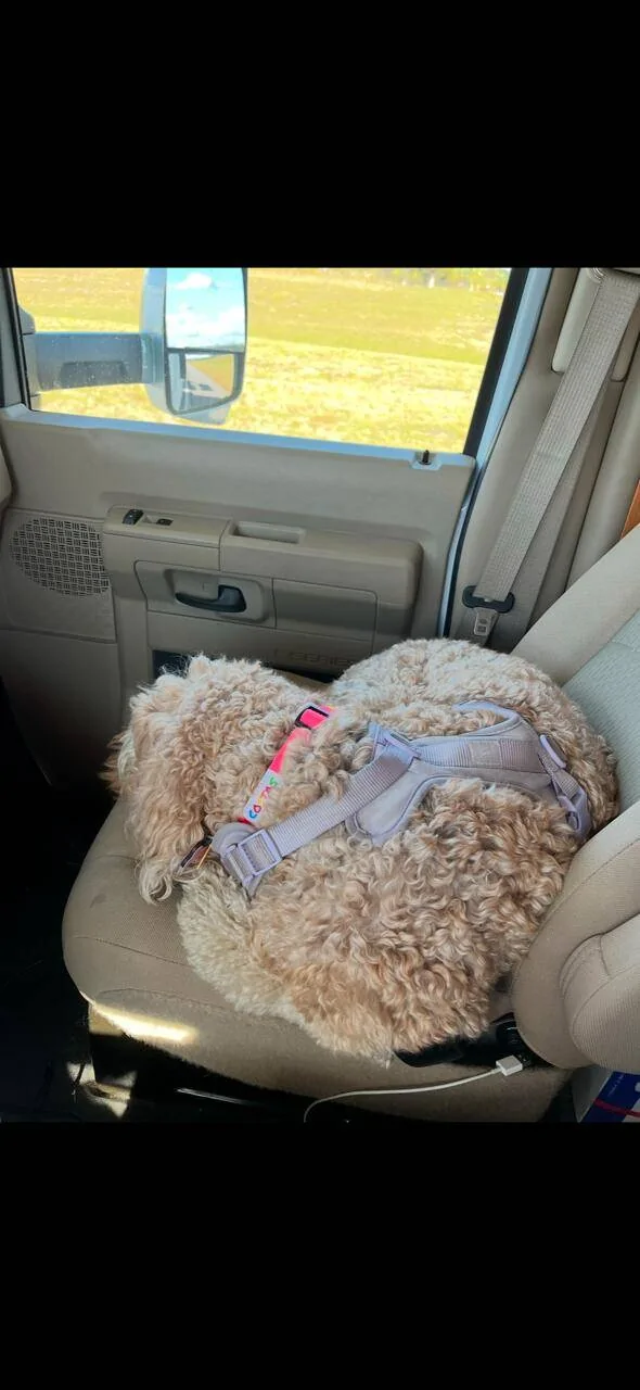 Jeep Gladiator How do you drive with your dogs? dixie1
