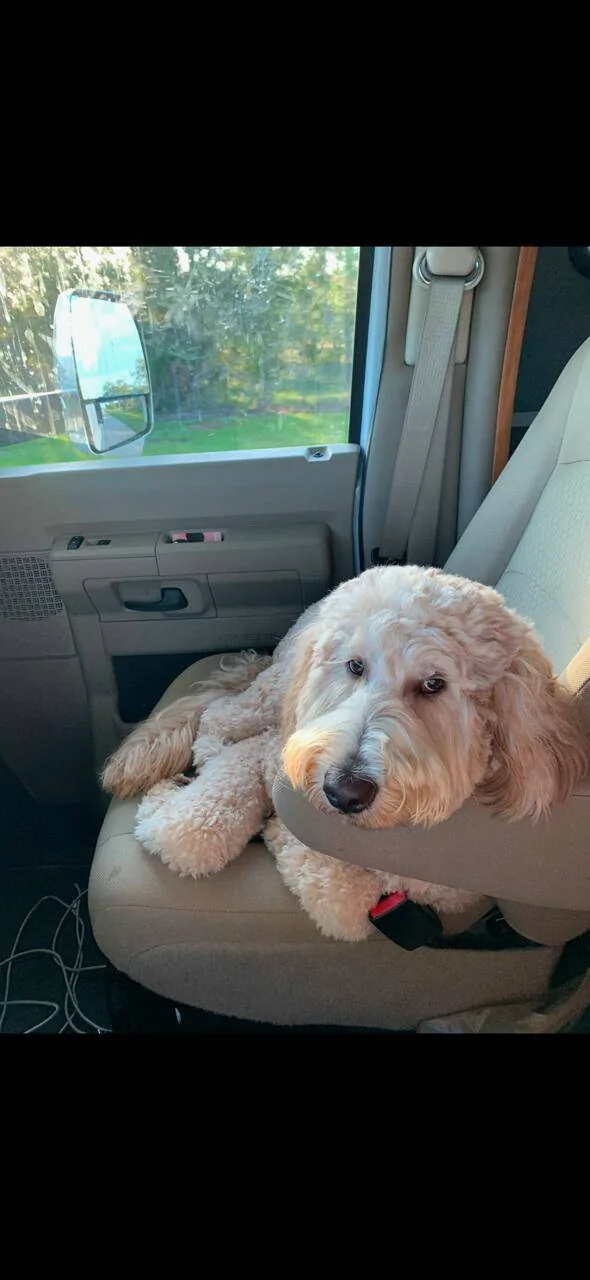 Jeep Gladiator How do you drive with your dogs? dixie3