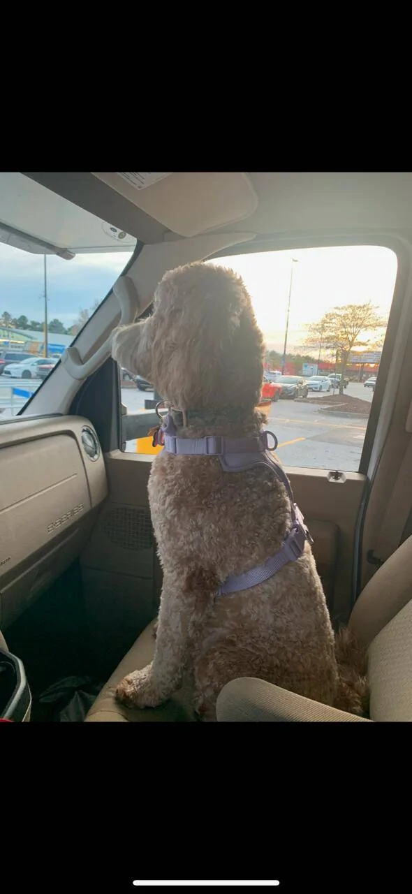 Jeep Gladiator How do you drive with your dogs? dixie2