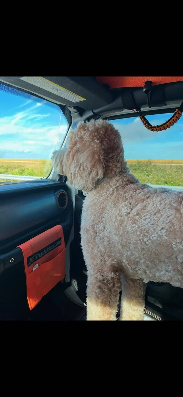 Jeep Gladiator How do you drive with your dogs? dixie6