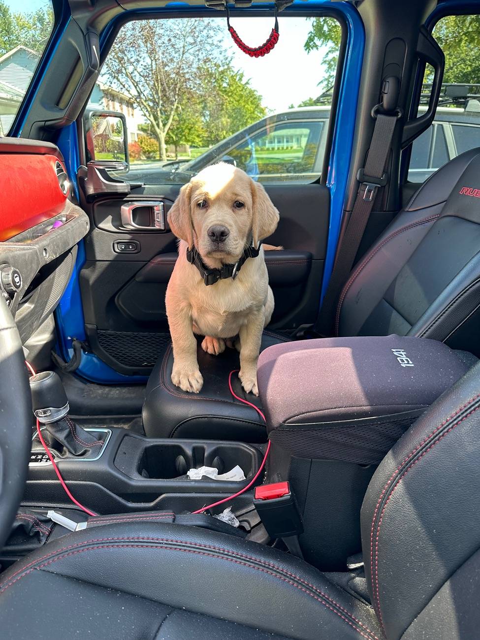 Jeep Gladiator Got a dog for my Gladiator IMG_7161