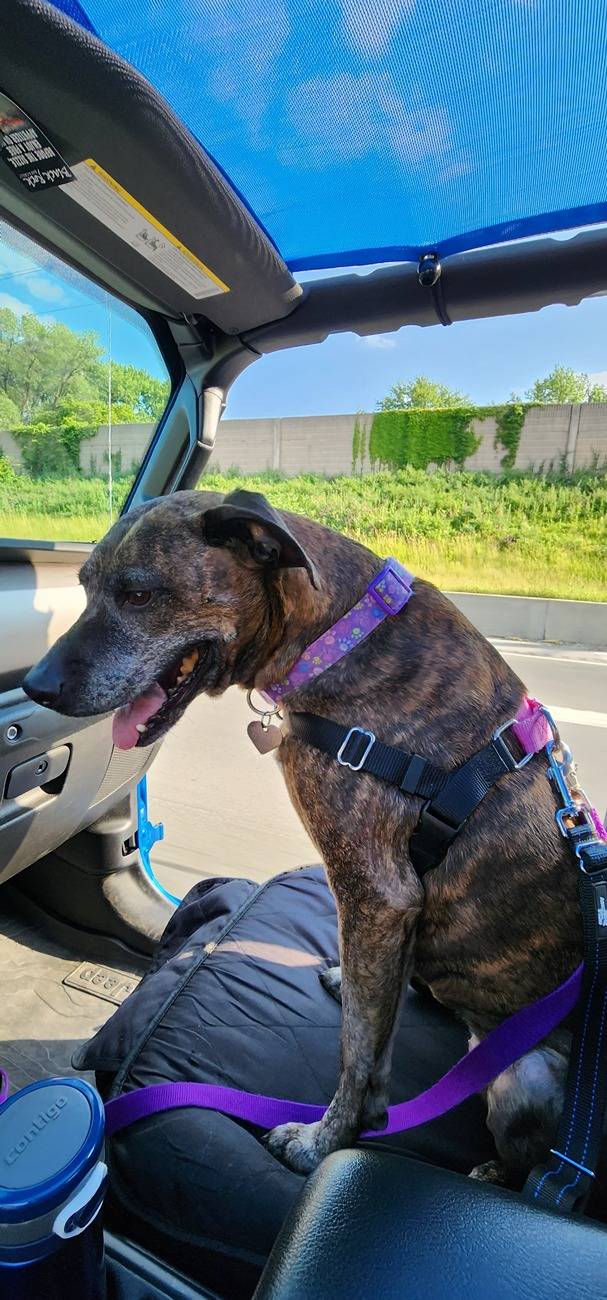 Jeep Gladiator Let’s see your pets cause they are the best companion you can have!!!!! 20230609_181301