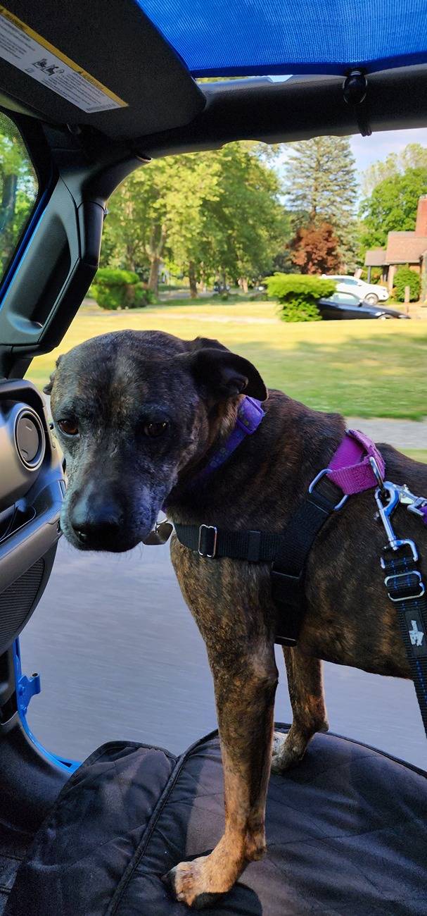 Jeep Gladiator Let’s see your pets cause they are the best companion you can have!!!!! 20230609_180859