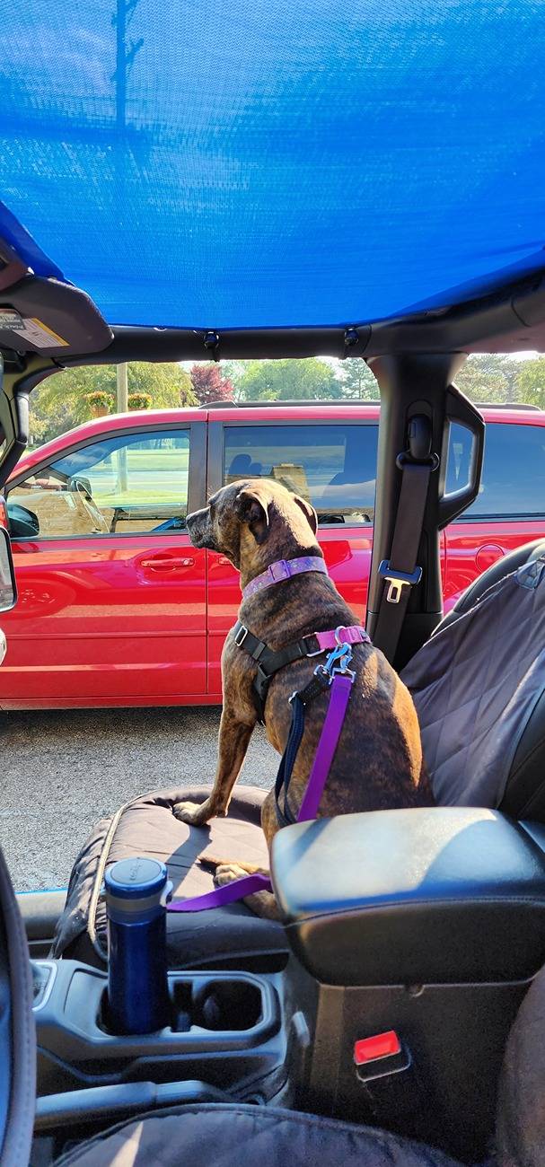 Jeep Gladiator Let’s see your pets cause they are the best companion you can have!!!!! 20230609_180326