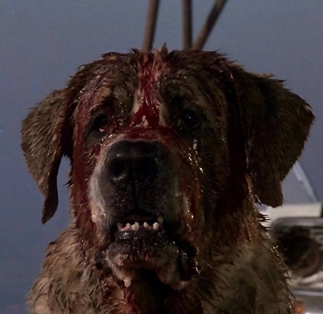 Jeep Gladiator Let’s see your pets cause they are the best companion you can have!!!!! cujo-e1557323288478