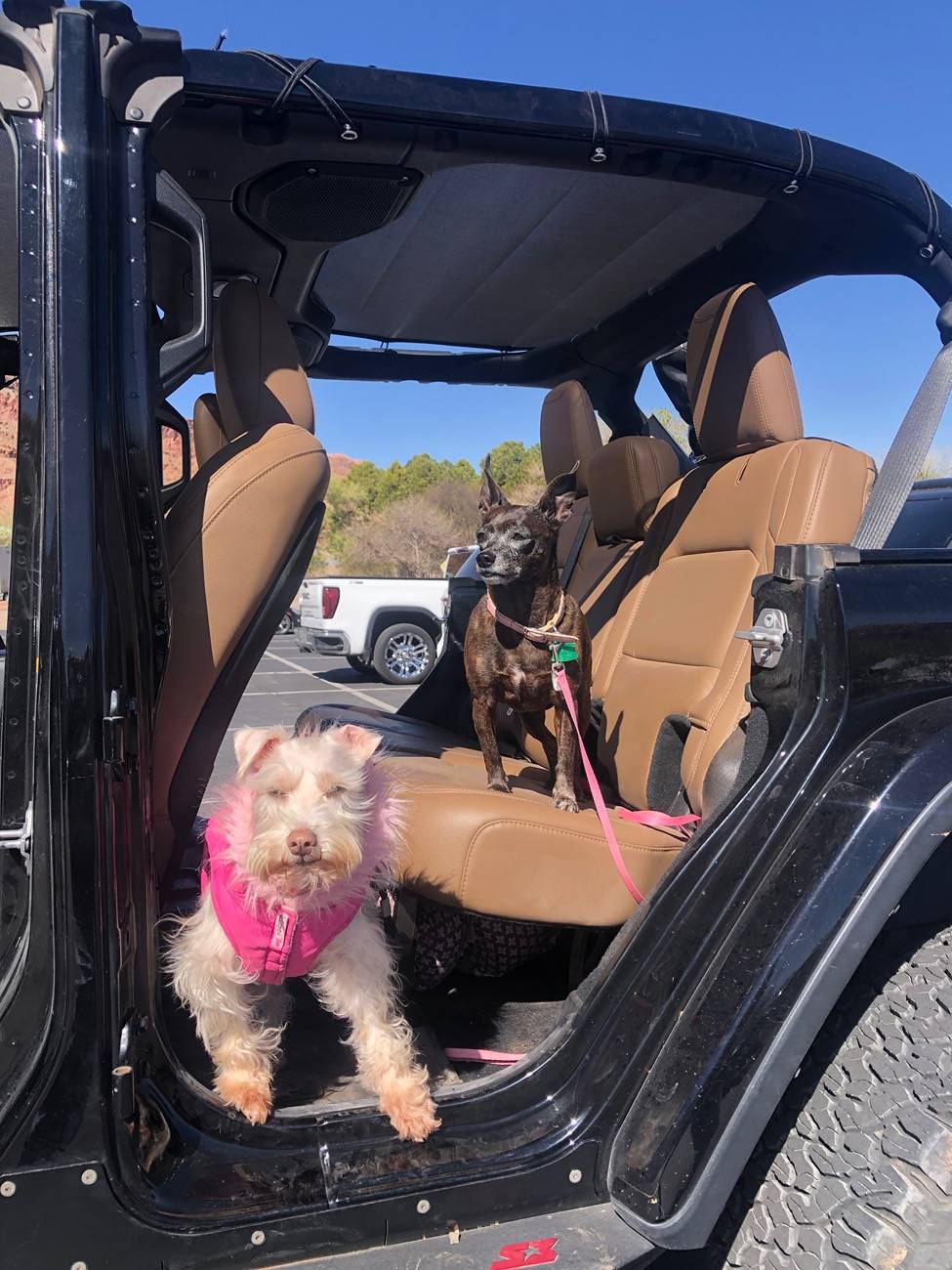 Jeep Gladiator Let’s see your pets cause they are the best companion you can have!!!!! IMG_9474
