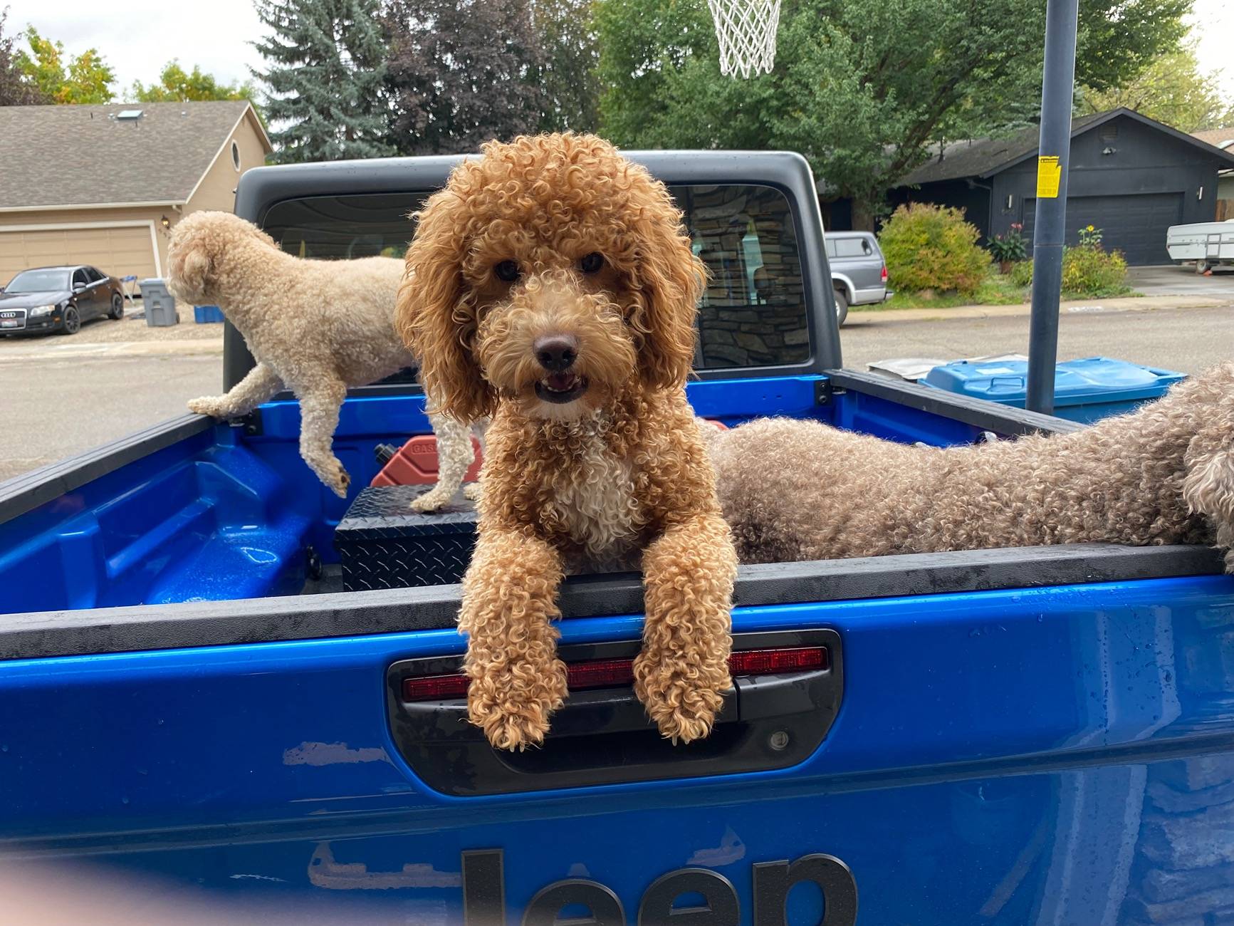 Jeep Gladiator Let’s see your pets cause they are the best companion you can have!!!!! IMG_0929
